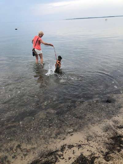 Hund abgegeben, weil Urlaub anstand? Leider kein Witz 😳-Beitrag-Bild