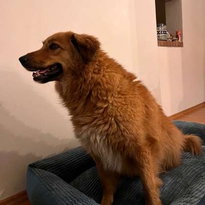 Suchmeldung-Nika-Bild