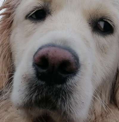 42. Handy Fotochallenge - Den richtigen Riecher haben-Beitrag-Bild