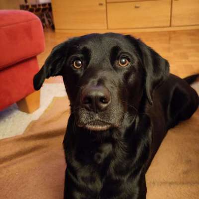 Hundetreffen-Gassirunde-Bild