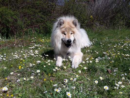 Samojede-Beitrag-Bild