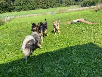 Hundeauslaufgebiet-Zum Ottenberg-Bild