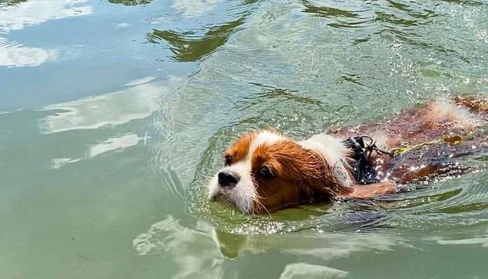Cavalier King Charles Spaniel?-Beitrag-Bild