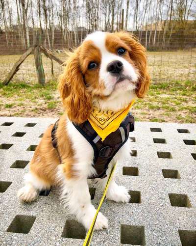 Cavalier King Charles Spaniel?-Beitrag-Bild