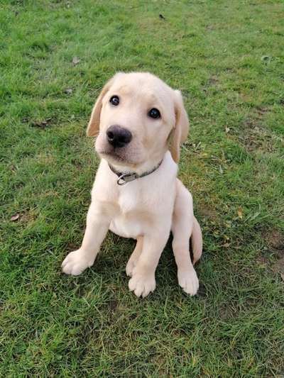 Hundetreffen-Welpen treffen zum Spielen und Austoben-Bild