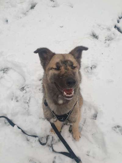 Zeigt die schönsten Schneebilder von eurer Fellnase ❄️-Beitrag-Bild
