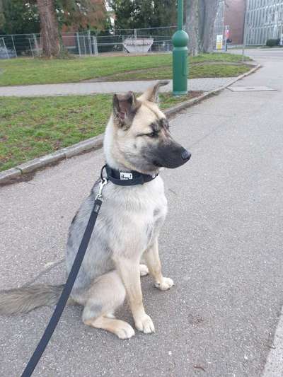 Osteuropäischer Schäferhund-Beitrag-Bild