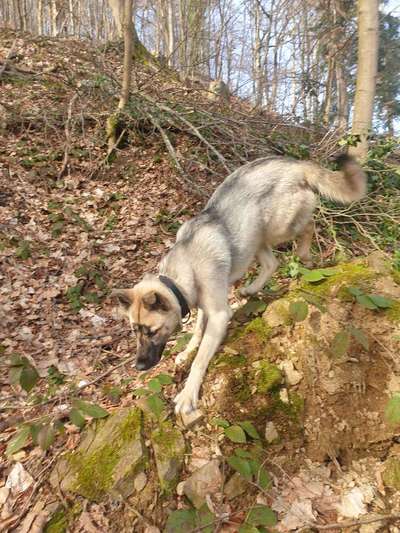 Osteuropäischer Schäferhund-Beitrag-Bild