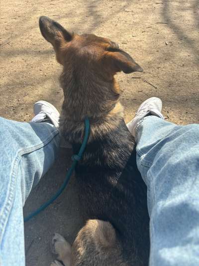 TierschutzhundeStammtisch🐕-Beitrag-Bild