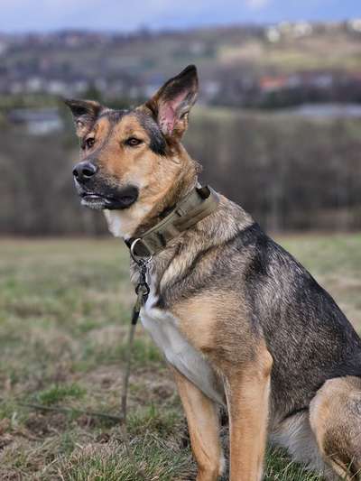 TierschutzhundeStammtisch🐕-Beitrag-Bild