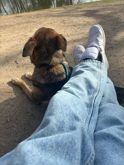 TierschutzhundeStammtisch🐕-Beitrag-Bild