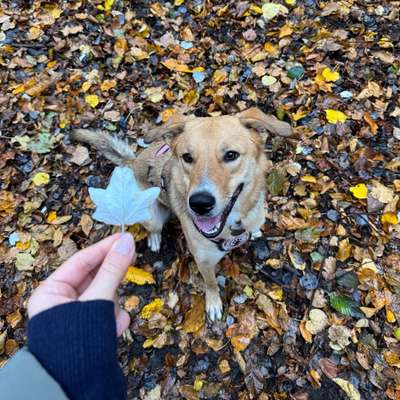 Hundetreffen-Training/Spazieren-Bild