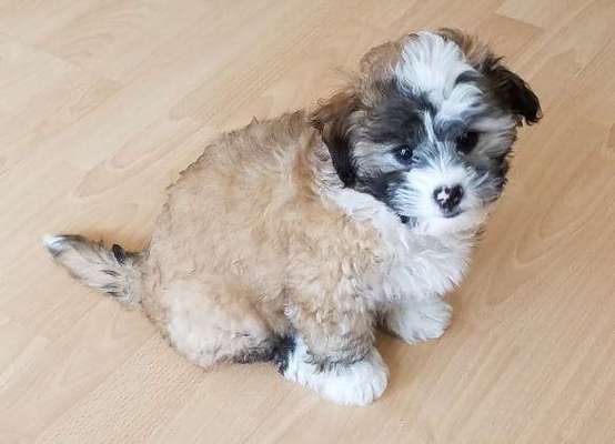 Vom Welpen zum Hund-Beitrag-Bild