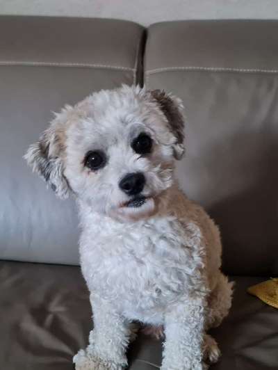 Vom Welpen zum Hund-Beitrag-Bild