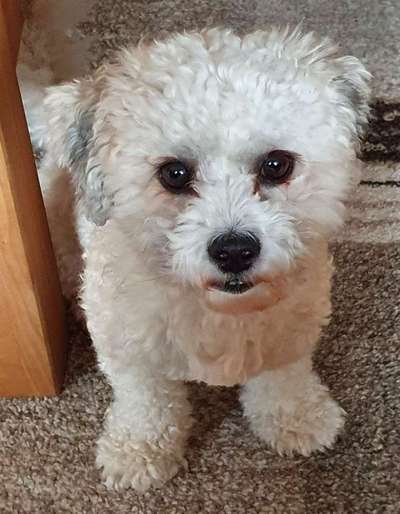 Dogorama Photo Challenge - Hundeblick zum hinschmelzen-Beitrag-Bild