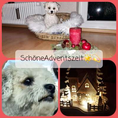 bolonka zwetna 😁-Beitrag-Bild