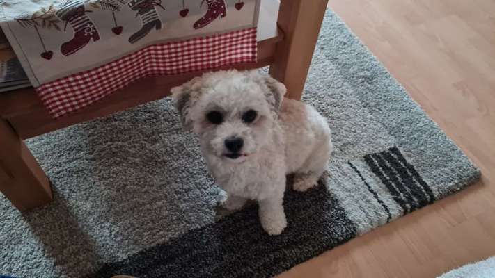 bolonka zwetna 😁-Beitrag-Bild