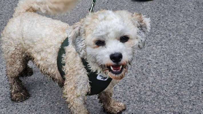 dirty Dog-Beitrag-Bild