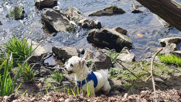 bolonka zwetna 😁-Beitrag-Bild