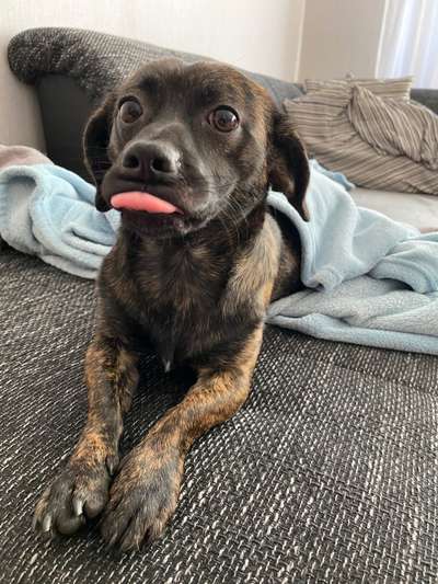 Lieblingsbild von euren Hunden?-Beitrag-Bild