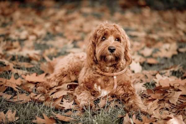 Fotochallenge Nr 55  -  Hund im November--Beitrag-Bild