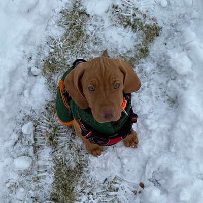 Hundetreffen-Welpentreffen-Profilbild