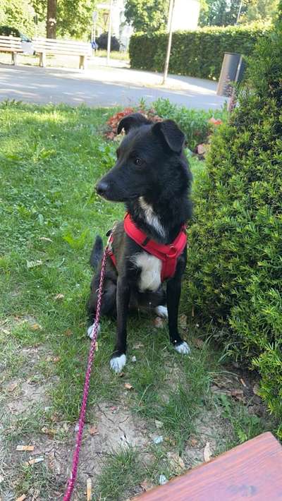 Mischlinge raten - Rätselspaß-Beitrag-Bild