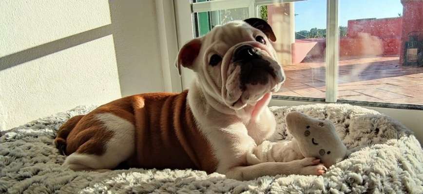 English bulldogg-Beitrag-Bild