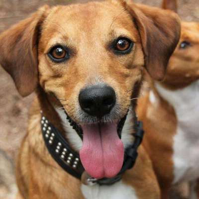 Dogorama Photo Challenge - Einmal lächeln bitte-Beitrag-Bild