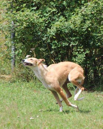 Die Dogorama Kalender Challenge 4/4-Beitrag-Bild