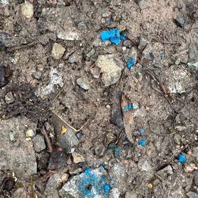 Giftköder-Möglicherweise Rattengift-Bild