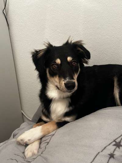 TierschutzhundeStammtisch🐕-Beitrag-Bild