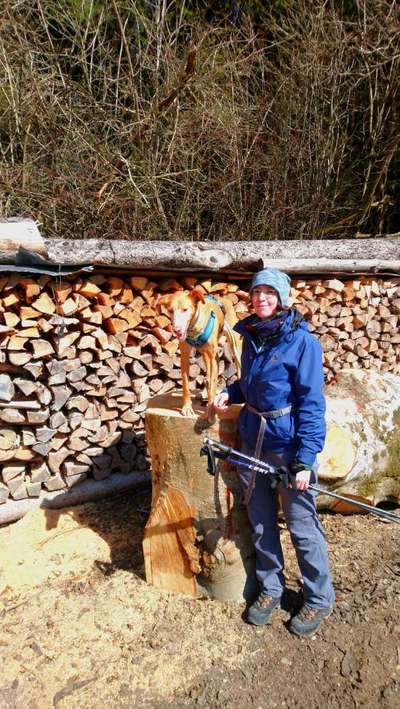 Podencomischling oder Podenco-Beitrag-Bild