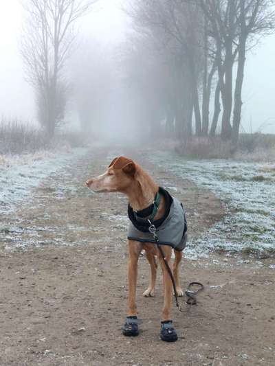 Wie heißt dein Hund?-Beitrag-Bild