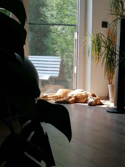 Podencomischling oder Podenco-Beitrag-Bild