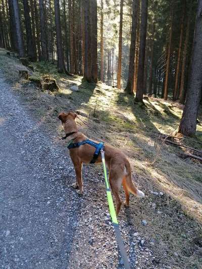 Podencomischling oder Podenco-Beitrag-Bild