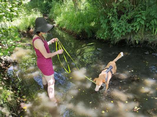 Podencomischling oder Podenco-Beitrag-Bild
