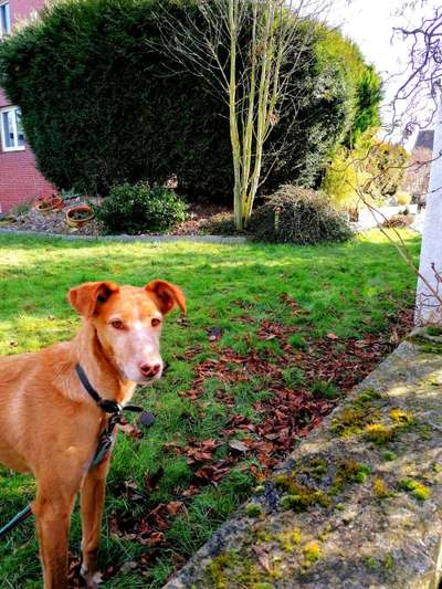 Podencomischling oder Podenco-Beitrag-Bild