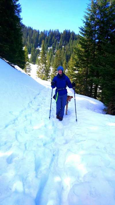 Podencomischling oder Podenco-Beitrag-Bild