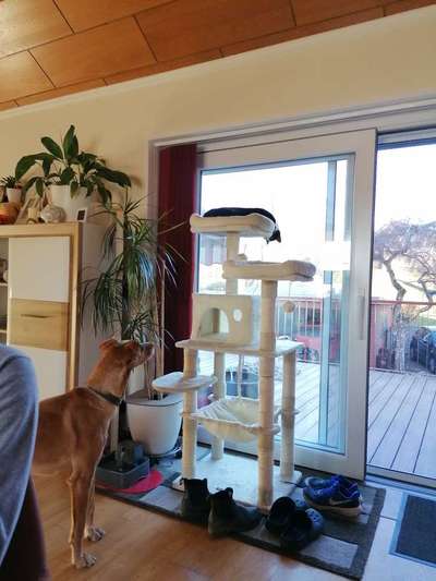 Podencomischling oder Podenco-Beitrag-Bild