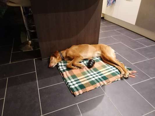 Podencomischling oder Podenco-Beitrag-Bild