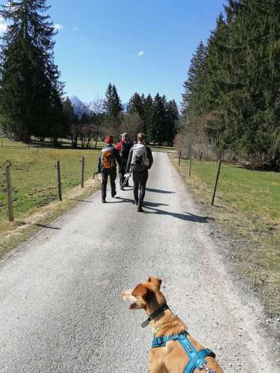 Podencomischling oder Podenco-Beitrag-Bild