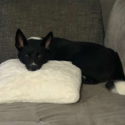 Hundetreffen-Hundebetreuung gesucht-Bild