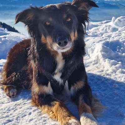 Hundetreffen-Gemeinsamer Spaziergang/ Spielstunde-Bild