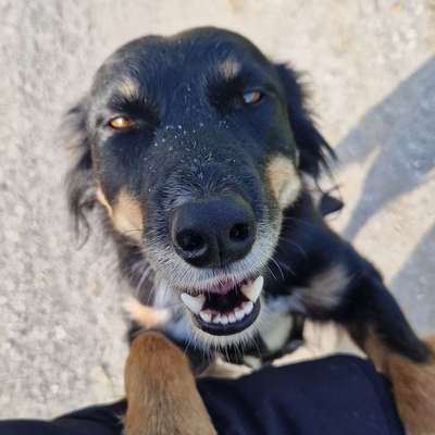Hundetreffen-Gemeinsamer Spaziergang/ Spielstunde-Bild