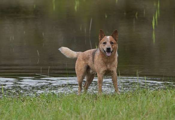Hundetreffen-Spaziergang Training-Bild