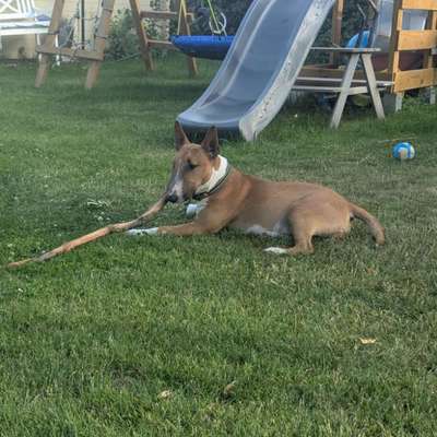 Hundetreffen-Spielrunde/ Spazierrunde-Bild