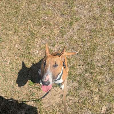Hundetreffen-Spielrunde/ Spazierrunde-Bild