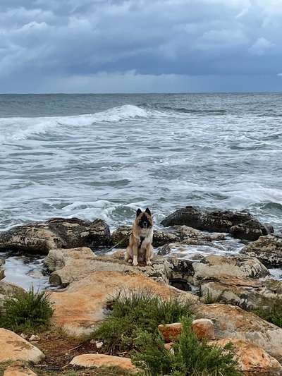 Braucht mein Hund Urlaubsbekanntschaften?-Beitrag-Bild