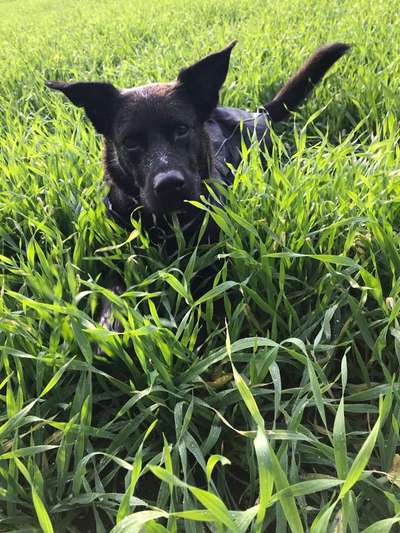 Dein Hund im Dogorama-Kalender 2021-Beitrag-Bild